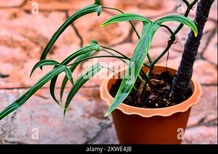 Philodendron holtonianum in my garden Stock Photo - Alamy