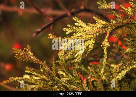 Closeup of colorful leaves of Variegated hibachi arborvitae or Thujopsis dolabrata variegate. Stock Photo
