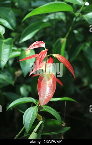 Ceylon cinnamon tree, true cinnamon tree Stock Photo