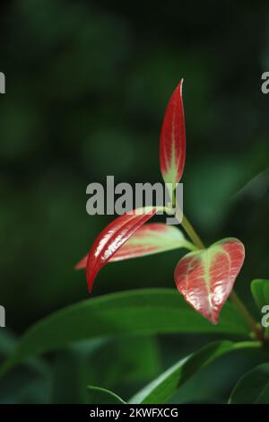 Ceylon cinnamon tree, true cinnamon tree Stock Photo