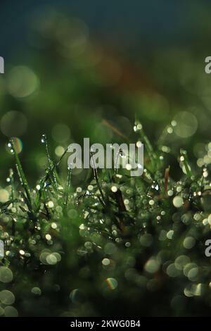 Green grass covered with water drops background Stock Photo - Alamy