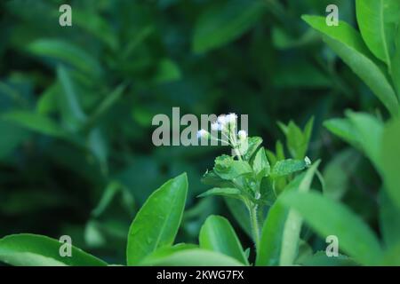 Jasmine flower (Jasminum officinale), blooming with green leaves background Stock Photo