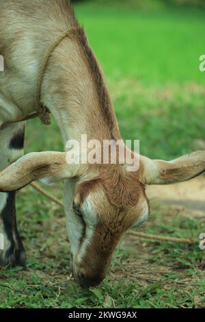 Close up photo on head of brown goat kid grazing, eating grass. Stock Photo