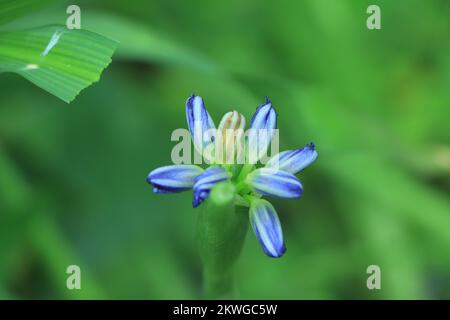 Closeup photo of Lily of the Nile, also called African Blue Lily flower, in purple blue shade (Agapanthus Africanus) in Bangladesh. Blue Agapanthus fl Stock Photo