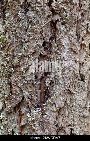 Roughly furrowed Rocky Mountain Douglas-fir (Pseudotsuga menziesii var. glauca) bark. Troy, Montan, USA. Vertical  Kingdom: Plantae Clade: Tracheophyt Stock Photo