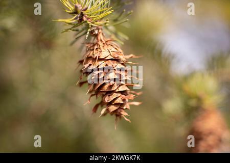 Rocky Mountain Douglas-fir (Pseudotsuga menziesii var. glauca) cone on a branch. Kingdom: Plantae Clade: Tracheophytes Division: Pinophyta Class: Pino Stock Photo