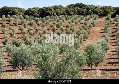 View of olive trees plantation in Andalusia, Spain. Vast fields planted with olive trees. Organic and healthy food. Agriculture and crops. Olive oil. Stock Photo