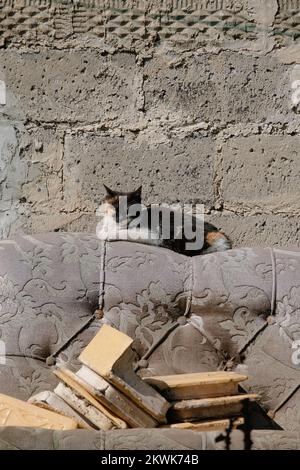 The cat is lying on the bed, against the background of the old brick wall from the outside Stock Photo