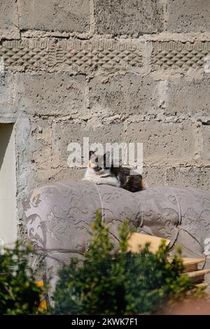 The cat is lying on the bed, against the background of the old brick wall from the outside Stock Photo