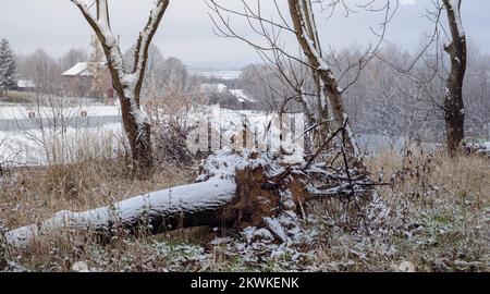 Forest Roots Snow Tree roots and branches in a rare forest among the first snow. Cold ...