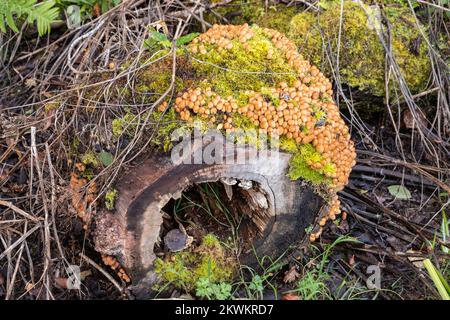 Fungus growing on a decaying tree trunk Stock Photo