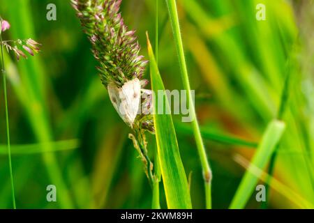 Straw Dot moth (Rivula sericealis) of the Noctuidae family resting on a grass plant which is a small white, brown nocturnal insect flying in spring an Stock Photo