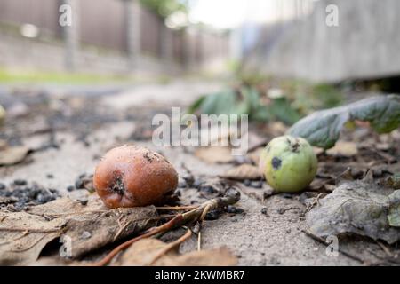 Fallen rotten apple on the pavement. Bottom view. Stock Photo