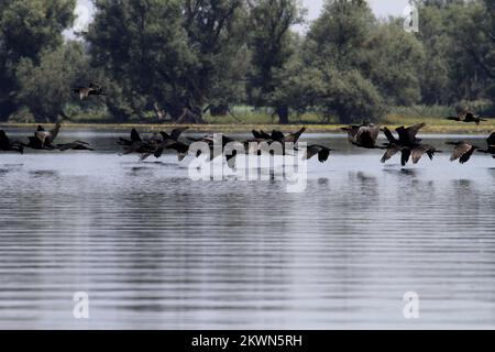 Croatia as the 28th EU Member State - Nature park Kopacki rit  Kopaèki Rit Nature Park is a flooded area in the northeast Croatian, the confluence of the rivers Drava and Danube. Rit boots is one of the largest alluvial plains in Europe. With periodically flooded areas - the so-called. ponds and depressions where water flows - canals and natural ones, there are several lakes that never dry. The largest lake is Lake Kopacko and deepest lake Sakadasko. Due to its preservation as a rare ritskog ecosystems, high biodiversity and outstanding scientific and ecological value, Kopaèki rit in 1967. The Stock Photo