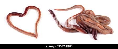 Two earthworms in the shape of heart isolated on white background Stock Photo