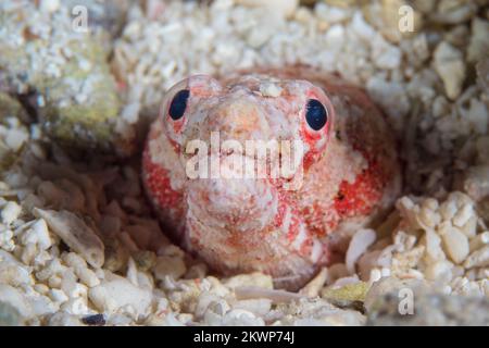 Snake ell sticking its head out from the sand at the base of coral reef Stock Photo