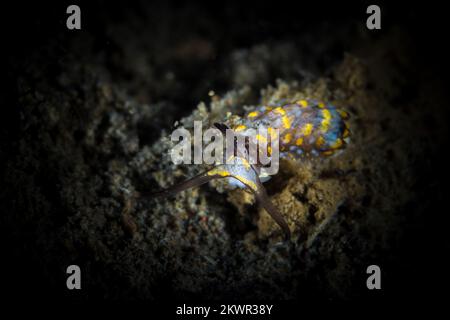 Cryptic nudibranch sea slug camouflages in with its surroundings on coral reef Stock Photo