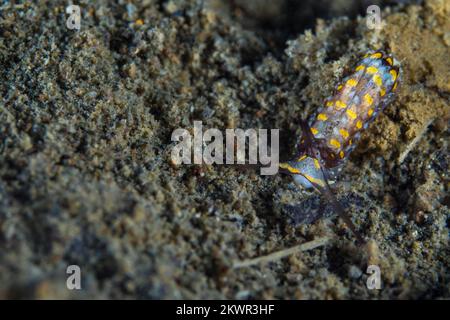 Cryptic nudibranch sea slug camouflages in with its surroundings on coral reef Stock Photo