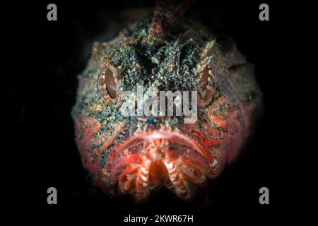 Beautiful detail on scorpionfish skin as it camouflages in with its surroundings. Fish disguised to blend in as ambush predator Stock Photo