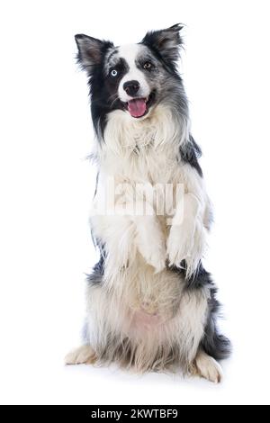 Border collie sitting on hind legs and looking to the camera Stock Photo