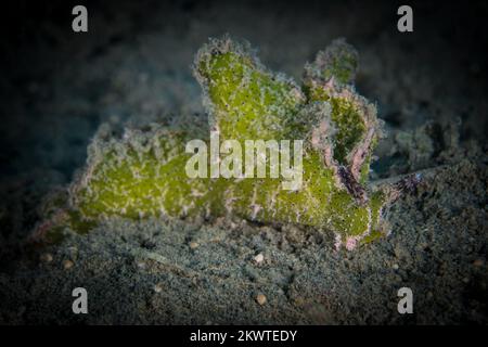 Cryptic nudibranch sea slug camouflages in with its surroundings on coral reef Stock Photo