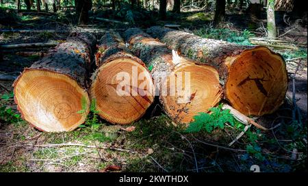 Growth rings on the surface of fresh cut trees Stock Photo