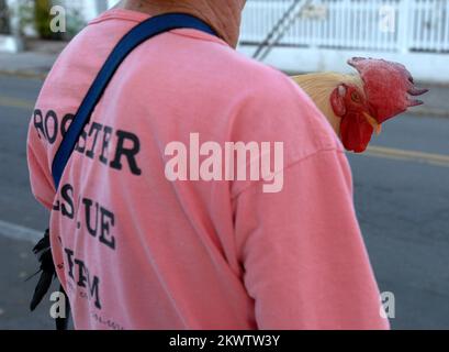 Hurricane Wilma,  Key West, FL, November 4, 2005   Katha Sheehan, team captain of the Rooster Rescue team, holds blind rooster, Homer, who was rescued prior to Hurricane Wilma making landfall.. Photographs Relating to Disasters and Emergency Management Programs, Activities, and Officials Stock Photo