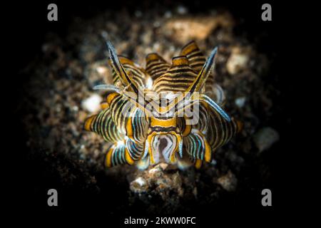 Cyerce nigra nudibranch seaslug on coral reef - Cyerce nigricans Stock Photo