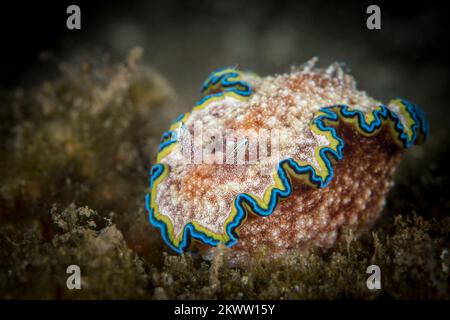 Cryptic nudibranch sea slug camouflages in with its surroundings on coral reef Stock Photo