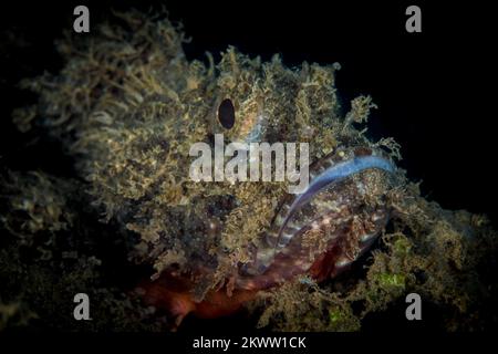 Beautiful detail on scorpionfish skin as it camouflages in with its surroundings. Fish disguised to blend in as ambush predator Stock Photo