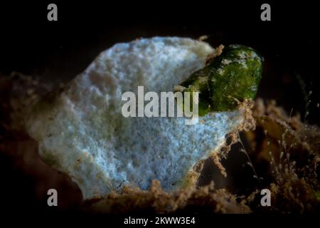 Cryptic nudibranch sea slug camouflages in with its surroundings on coral reef Stock Photo