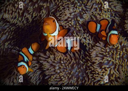 Cute orange clownfish swimming above colorful anemone in the Indo Pacific Stock Photo