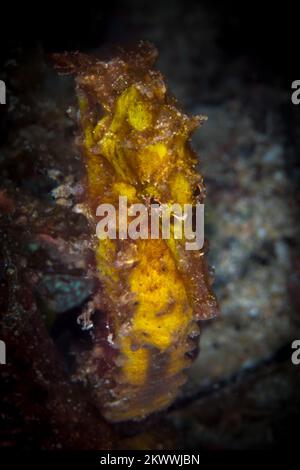 Close up portrait  of yellow seahorse - Hippocampus Kuda Stock Photo