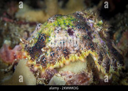 Cryptic nudibranch sea slug camouflages in with its surroundings on coral reef Stock Photo