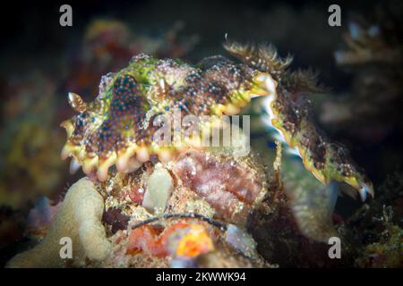 Cryptic nudibranch sea slug camouflages in with its surroundings on coral reef Stock Photo