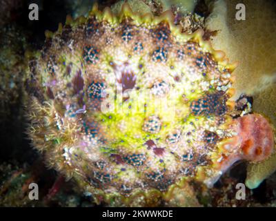 Cryptic nudibranch sea slug camouflages in with its surroundings on coral reef Stock Photo