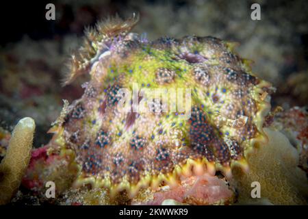 Cryptic nudibranch sea slug camouflages in with its surroundings on coral reef Stock Photo