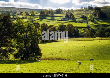 English countryside with sheep grazing beside River Swale in Yorkshire Dales National Park. Gunnerside, Swaledale, north Yorkshire, England, UK Stock Photo