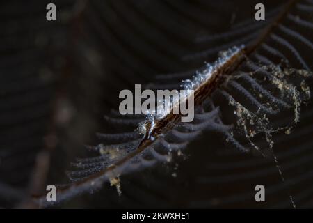 Cryptic nudibranch sea slug camouflages in with its surroundings on coral reef Stock Photo