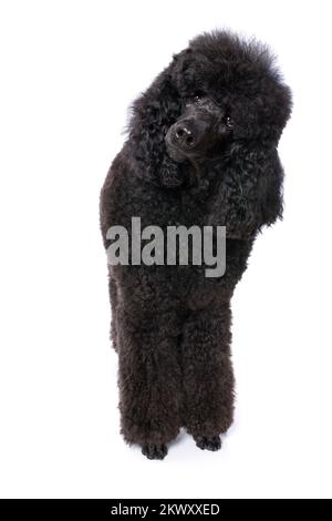 Black poodle isolated on white background Stock Photo - Alamy