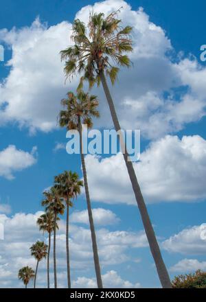 Vertical White puffy clouds Low angle view of palm trees at La Jolla in California. Columns of tall thin palm trees against the view of sunset sky wit Stock Photo