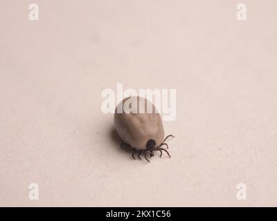 Close up of a tick on a sheet of paper Stock Photo