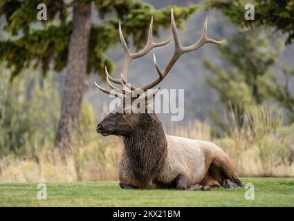Large bull elk laying down, side-view, on autumn day in Mammoth Hotsprings, Yellowstone National Park. Stock Photo