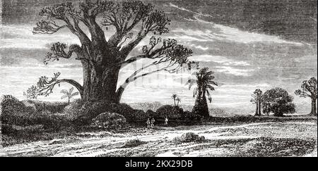 Baobab, Madagascar. The travels of Ida Pfeiffer 1857 Stock Photo