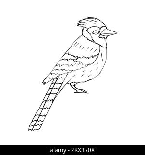 Blue Jay Bird Mono Line Art Stock Vector - Illustration of minimal, lines:  119345351