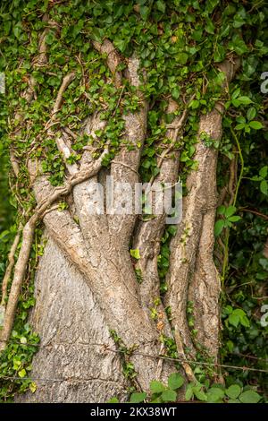 Mature Ivy well established on a tree trunk Stock Photo