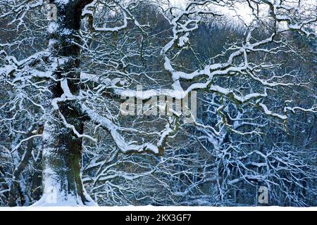 Graphic shape of a mature spreading Oak tree with snow covered twisted branches in winter on Cannock Chase AONB. Stock Photo