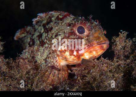 Beautiful detail on scorpionfish skin as it camouflages in with its surroundings. Fish disguised to blend in as ambush predator Stock Photo