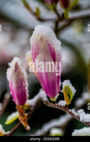 Netherlands - After a lott of sun in March and high temperature the Magnolia tree flowers were blooming. A few days later in April it started snowing Stock Photo