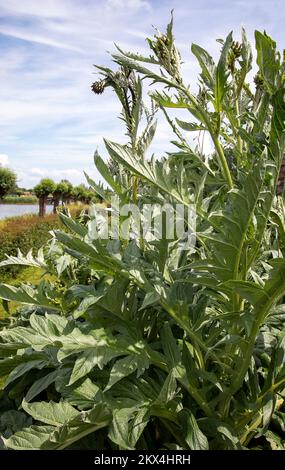 The globe artichoke (Cynara cardunculus) also known by the names French artichoke and green artichoke in the U.S., is a variety of a species of thistl Stock Photo